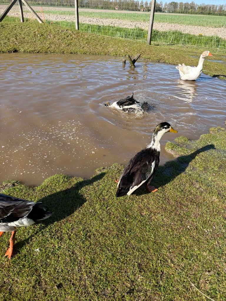 Twee eenden, Dieren en Toebehoren, Pluimvee, Eend, Meerdere dieren