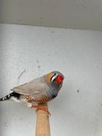 Zebravink man, Dieren en Toebehoren, Mannelijk