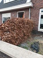 Beukenhaag, Tuin en Terras, Planten | Struiken en Hagen, Ophalen, Beukenhaag, 100 tot 250 cm