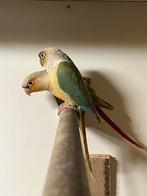 Mooi koppel pyrrhura’s, Meerdere dieren, Parkiet