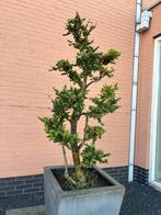 Buxus in pot (3 stuks), Tuin en Terras, Planten | Bomen, Bloeit niet, Overige soorten, Minder dan 100 cm, Ophalen