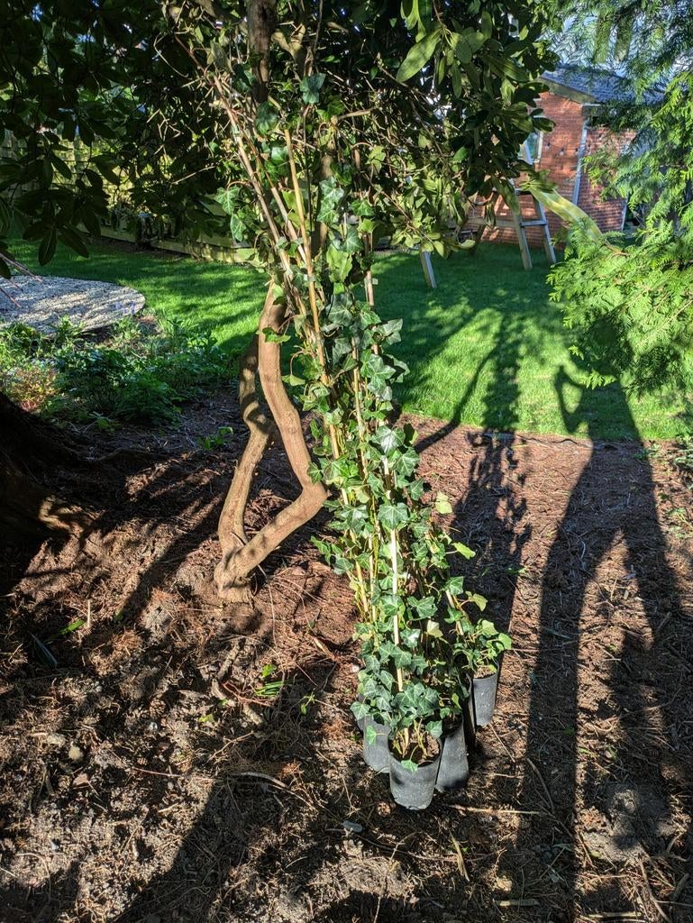 9 Biologische Hedera Klimplanten - 150cm Hoog, Tuin en Terras, Planten | Tuinplanten, Vaste plant, Ophalen of Verzenden, Bloeit niet