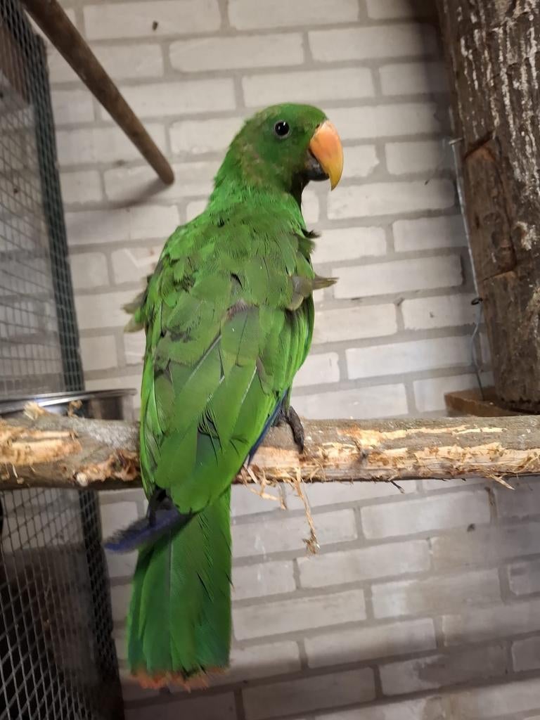 Prachtige Edelpapagaai Begint te praten & kerngezond, Dieren en Toebehoren, Vogels | Parkieten en Papegaaien, Mannelijk, Papegaai
