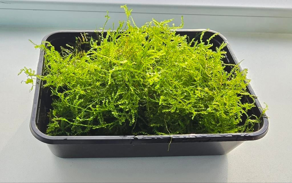 MOS VOOR GARNALEN/KREEFTJES/VISSEN IN HET AQUARIUM/PLANTEN, Ophalen, Nieuw, Plant(en), Steen of Hout