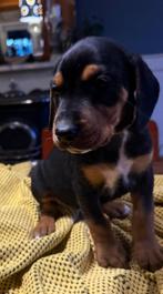 Prachtige kruising pups❤️🐶❤️, Dieren en Toebehoren, Parvo, 8 tot 15 weken, Meerdere, Meerdere dieren