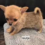 Pomchi pups!!, Overige rassen, Meerdere, Meerdere dieren, Nederland