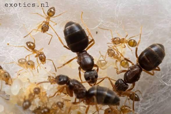 Mieren starter kit !!