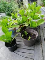 Andijvie plantjes, Tuin en Terras, Ophalen, Groenteplanten, Eenjarig, Halfschaduw
