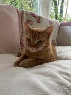 VERMIST: Rode poes omgeving Meidoornlaan PUTTEN, Dieren en Toebehoren, Kat