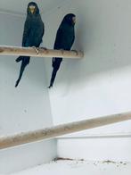 Gezocht parkieten, Dieren en Toebehoren, Vogels | Parkieten en Papegaaien, Meerdere dieren, Parkiet
