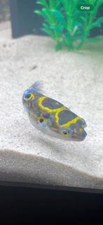 Figure 8 puffer ! Dichotomyctere ocellatus, Vis