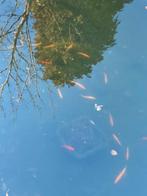 Goudwindes voor de vijver, Baars of Goudwinde