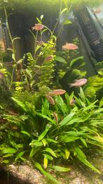 Rasbora Galaxy/Pearl danio (Celestichthys margaritatus), Dieren en Toebehoren, Vissen | Aquariumvissen, Vis, Zoetwatervis, Schoolvis