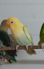 Fischeri, Dieren en Toebehoren, Geslacht onbekend, Dwergpapegaai of Agapornis