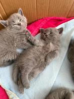 Britse korthaar, Dieren en Toebehoren, Katten en Kittens | Overige Katten, Poes