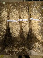 Heerlijke Framboos 'Tulameen' Wortelgoed, Minder dan 100 cm, Overige soorten, Volle zon, Ophalen of Verzenden