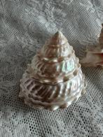 Parelmoer schelp, Verzamelen, Mineralen en Fossielen, Ophalen, Schelp(en)