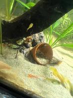 Guppies te koop, Dieren en Toebehoren, Vissen | Aquariumvissen, Vis, Zoetwatervis, Schoolvis