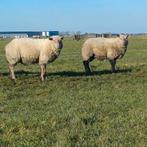 Te koop 2 zuivere rouge de loest rammen van 2025, Dieren en Toebehoren, Mannelijk, Schaap