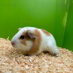 Jonge cavia s, Dieren en Toebehoren, Knaagdieren, Cavia, Augustus, Meerdere dieren, Tam