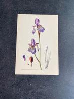 9 prenten bloemen/planten 16,5x24cm samen 18 euro oa kamille, Ophalen of Verzenden, Natuur en Biologie