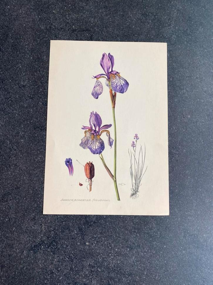 9 prenten bloemen/planten 16,5x24cm samen 18 euro oa kamille, Antiek en Kunst, Antiek | Schoolplaten, Natuur en Biologie, Ophalen of Verzenden