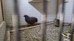 CHINESE KWARTELS, Dieren en Toebehoren, Vogels | Overige Vogels, Meerdere dieren, Tropenvogel