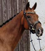 v. Solid Gold Z x Andiamo x Darco Fokmerrie, Merrie, Springpaard, Niet van toepassing, 7 tot 10 jaar