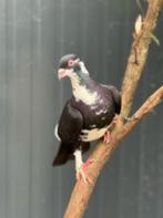 Takkie zoekt een huisje (Sierduif), Geslacht onbekend, Overige soorten