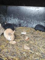 Jonge konijnen, div. Kleuren. Groot soort.