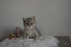 Prachtig britse korthaar poesje, Dieren en Toebehoren, Katten en Kittens | Raskatten | Korthaar, Poes, Ontwormd, 0 tot 2 jaar