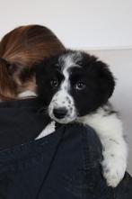 Lieve border collie pups te koop, Parvo, Overige rassen, 8 tot 15 weken, Meerdere