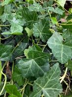 HEDERA, KLIMOP, mooie planten v.a. € 0,95 per stuk, Tuin en Terras, Planten | Tuinplanten, Ophalen, Bloeit niet, Klimplanten, Halfschaduw
