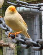 Jonge binsenastrildes, Dieren en Toebehoren, Meerdere dieren