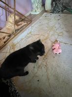 zwarte poes, Dieren en Toebehoren, Katten en Kittens | Overige Katten, Poes, Langharig, 6 jaar of ouder