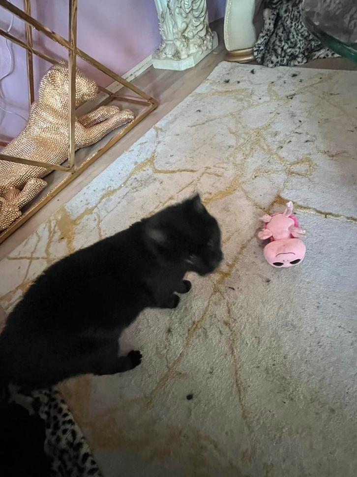 zwarte poes, Dieren en Toebehoren, Katten en Kittens | Overige Katten, Langharig, Poes, 6 jaar of ouder