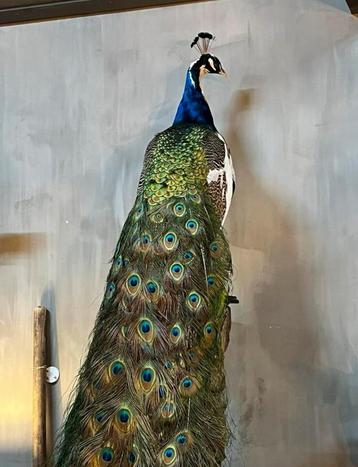 Opgezette pauw bonte pauw nieuw preparaat taxidermie opgezet beschikbaar voor biedingen