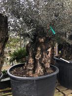 ️️Actie️️Tekoop olijfboom Olea europea., 100 tot 250 cm, Olijfboom, Zomer, Ophalen