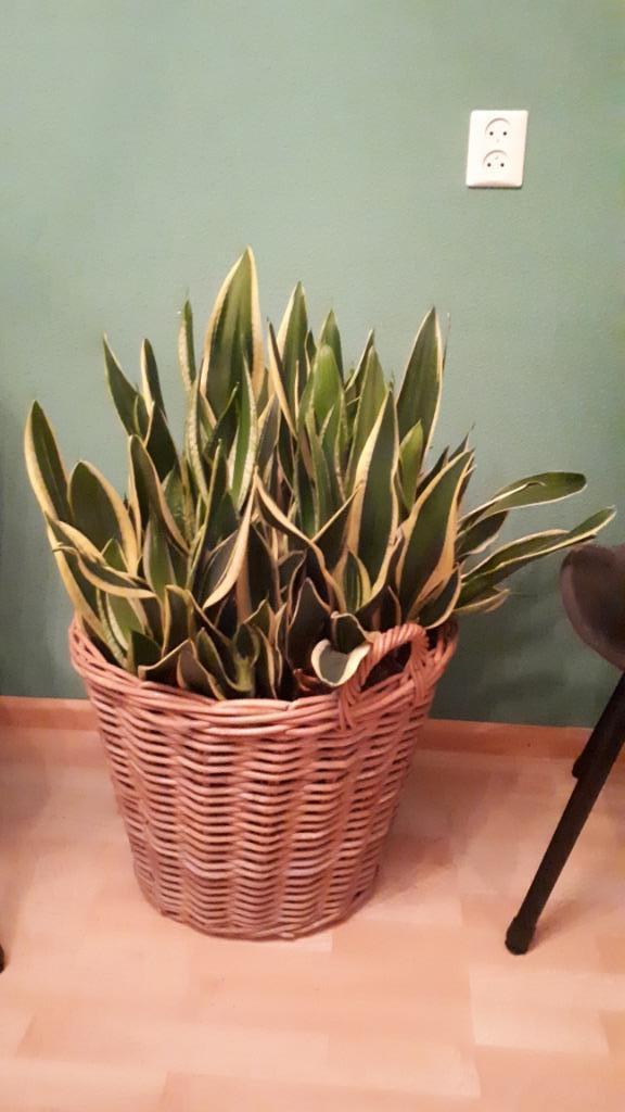 Grote rieten mand met veel gezonde en mooie sanseveria's, Huis en Inrichting, Kamerplanten, Overige soorten, Minder dan 100 cm