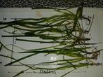 Vallisneria aquarium plantjes in 3 afmetingen vanaf 25cent, Ophalen, Nieuw, Plant(en), Steen of Hout