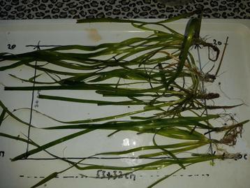 Vallisneria aquarium plantjes in 3 afmetingen vanaf 25cent beschikbaar voor biedingen