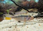 Apistogramma barlowi Koppel, Dieren en Toebehoren, Vis