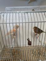 Kanarie, Dieren en Toebehoren, Vogels | Kanaries, Meerdere dieren, Kleurkanarie