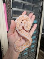 Cinnamon Lavender Albino vrouwtje 2025 Python Regius, Slang