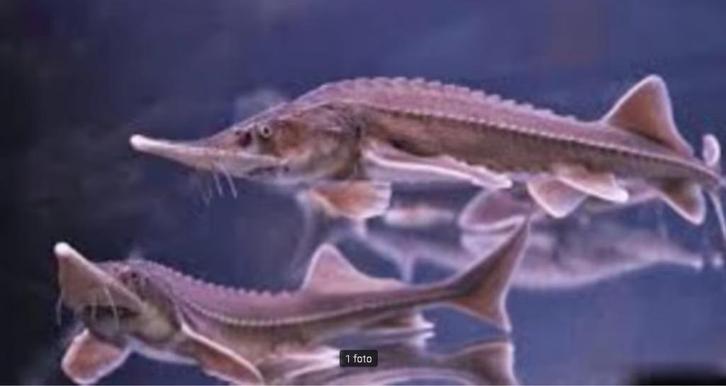 A. Baeri steur - Siberische steur 15 - 20 cm - Koidreams, Dieren en Toebehoren, Vissen | Vijvervissen, Steur