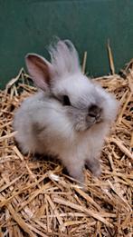 Kruising dwergkonijntjes