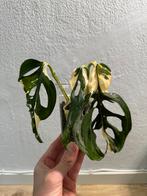 Monstera Adansonii variegata gewortelde stek #2, Ophalen of Verzenden, Overige soorten, Minder dan 100 cm