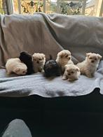 Boomer x Pomeriaan pups, Overige rassen, CDV (hondenziekte), 8 tot 15 weken, Meerdere