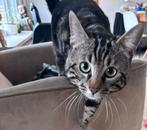 Lieve halve bengaal zoekt een liefdevol huisje, Dieren en Toebehoren, Katten en Kittens | Raskatten | Korthaar, Kater