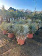 Yucca rostrata. 9 stuks nog, Tuin en Terras, 100 tot 250 cm, Zomer, Palmboom, Ophalen